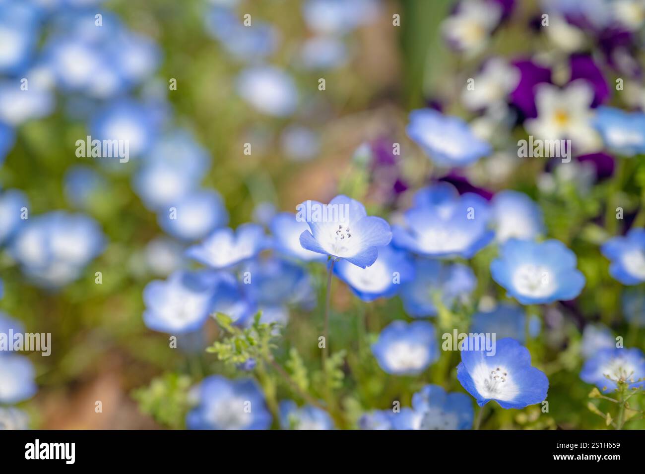 Nemophila japan hi-res stock photography and images - Alamy