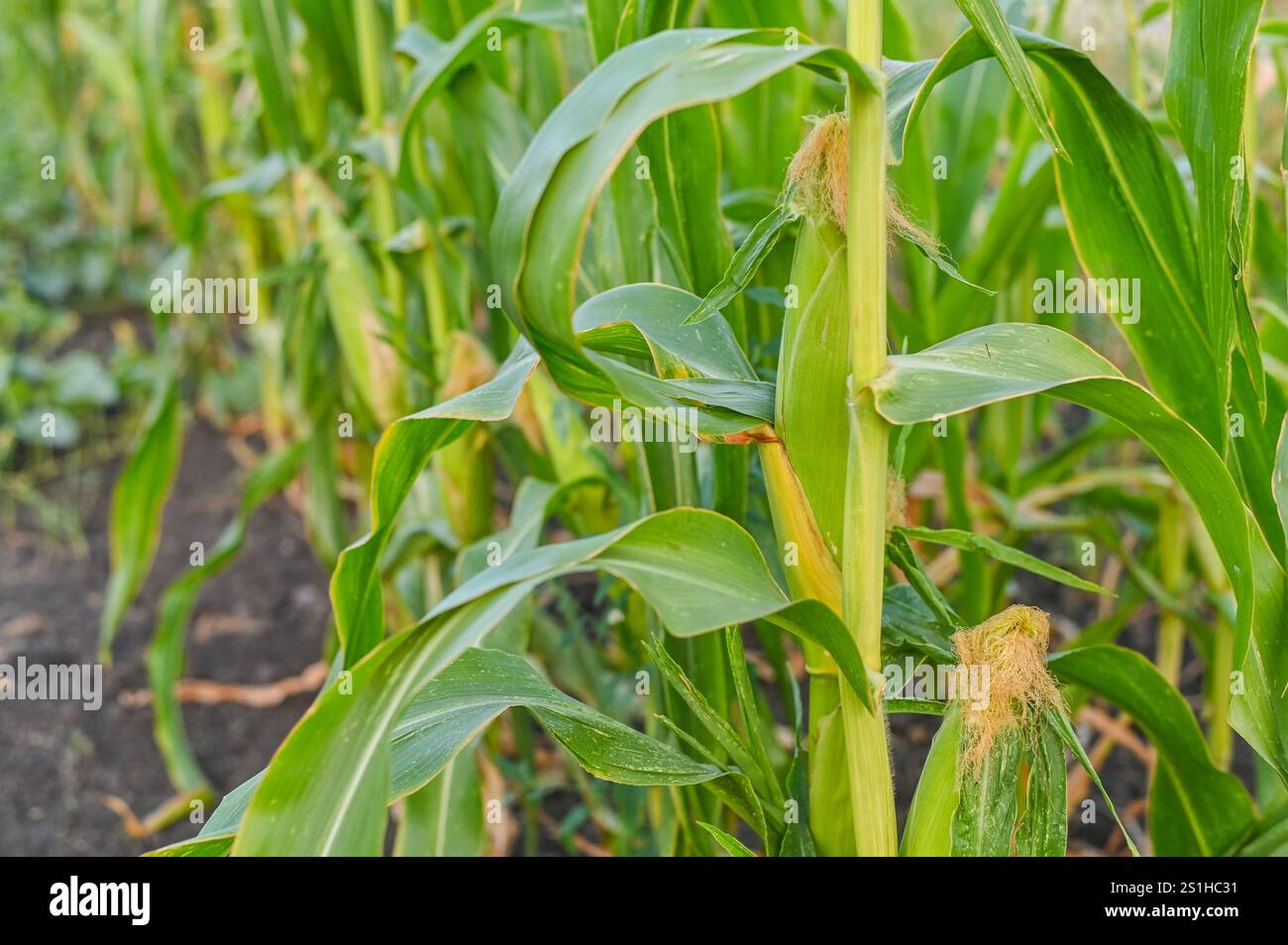 corn plants with tall mature stems. growing corn in an agricultural ...