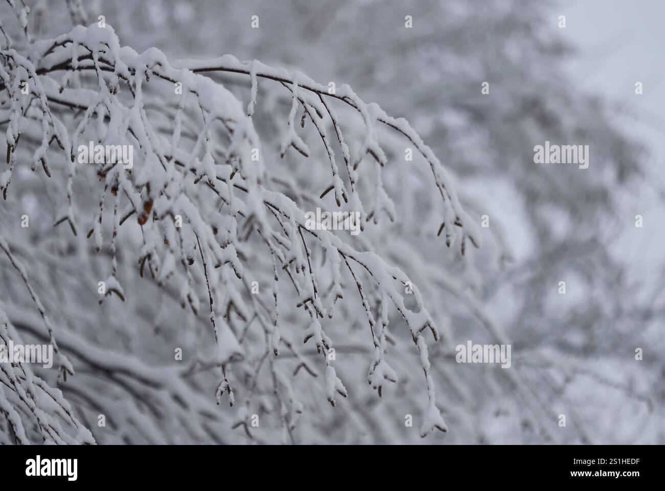 Snow on the branches outdoor Stock Photo
