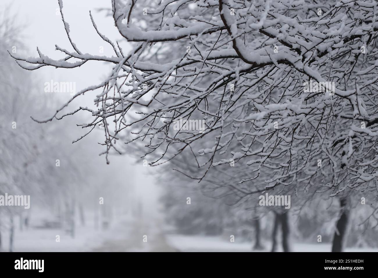 Snow on the branches outdoor Stock Photo