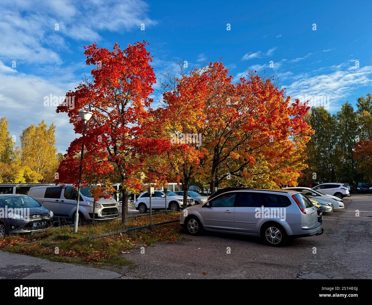 Bright autumn maples with fiery red and orange hues add vibrant color to a parking lot area in Finland under a clear blue sky - Smartphone Captured Stock Image
