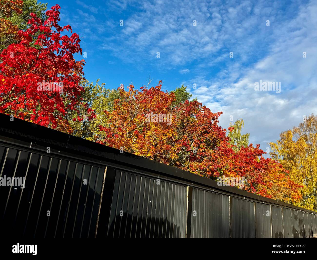 Brilliant red and orange autumn leaves highlight Finnish maples, contrasting against a modern black fence and a vivid blue sky - Smartphone Captured Stock Image