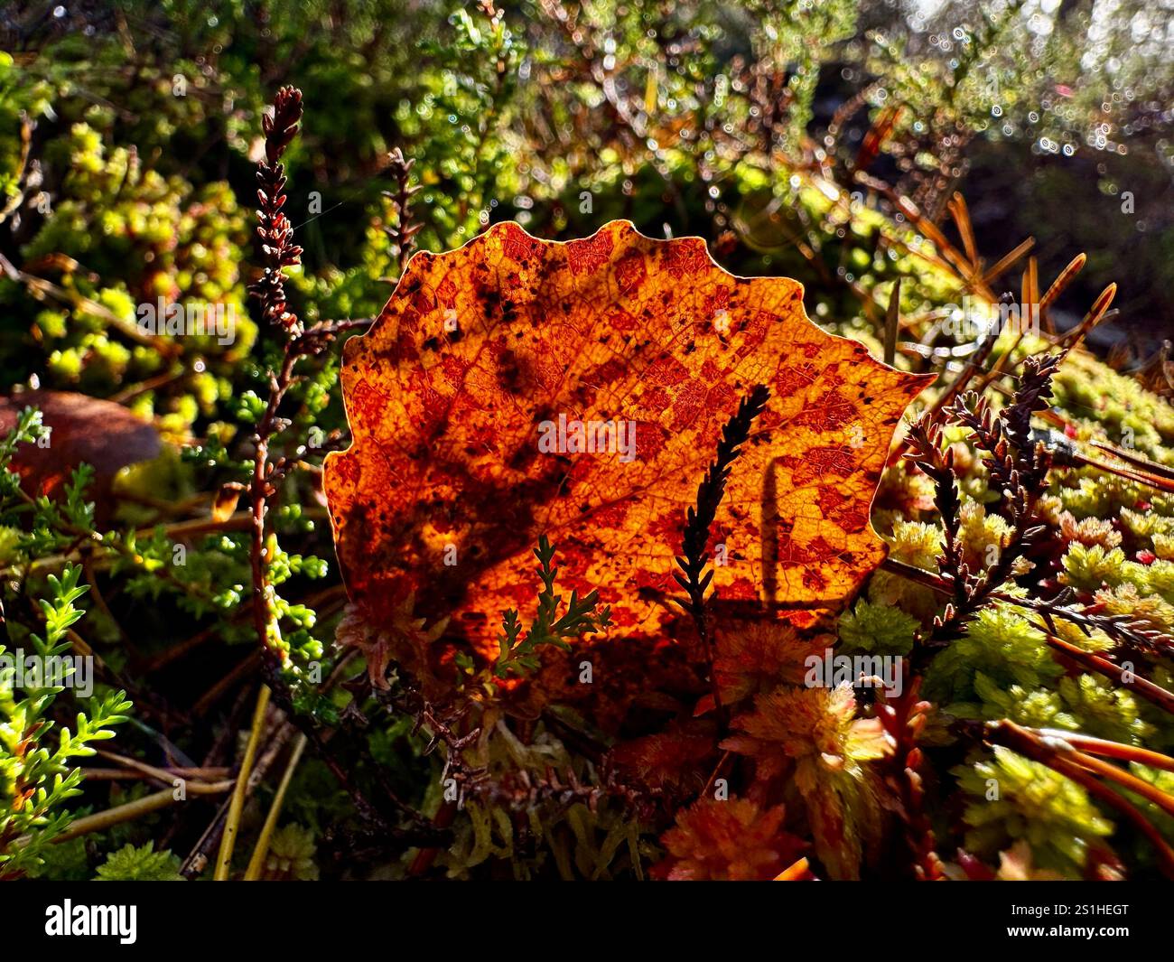 A vibrant autumn leaf glowing in sunlight amidst moss and forest floor vegetation, showcasing Finland's natural beauty in autumn - Smartphone Captured Stock Image