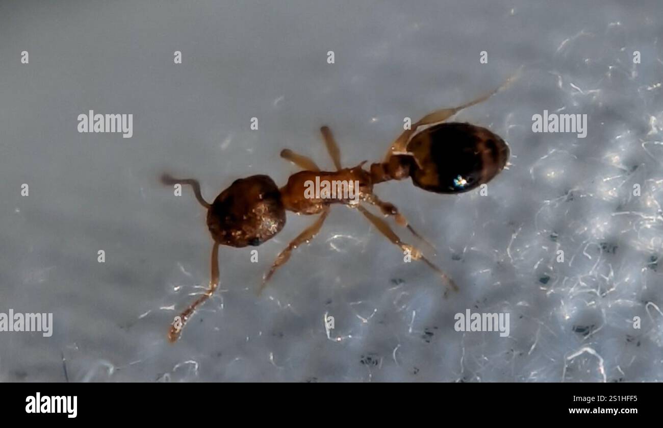 (Temnothorax nylanderi) Stock Photo