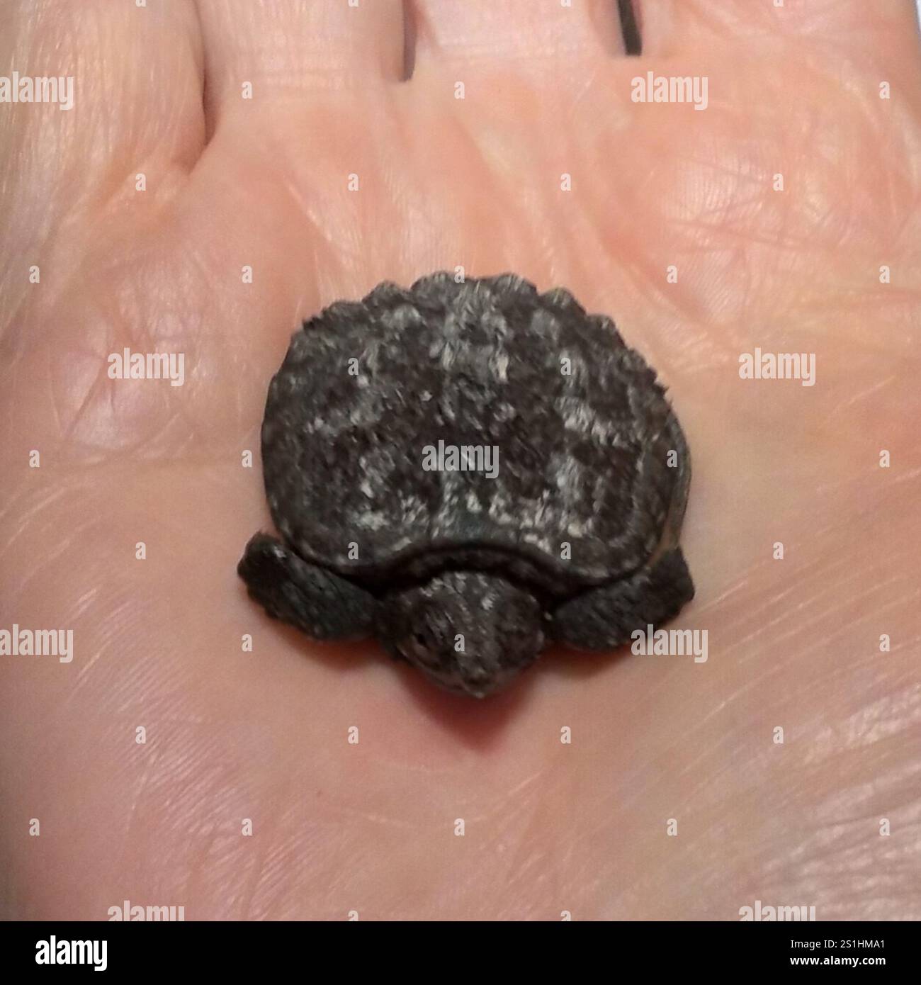 Common Snapping Turtle (Chelydra serpentina Stock Photo - Alamy