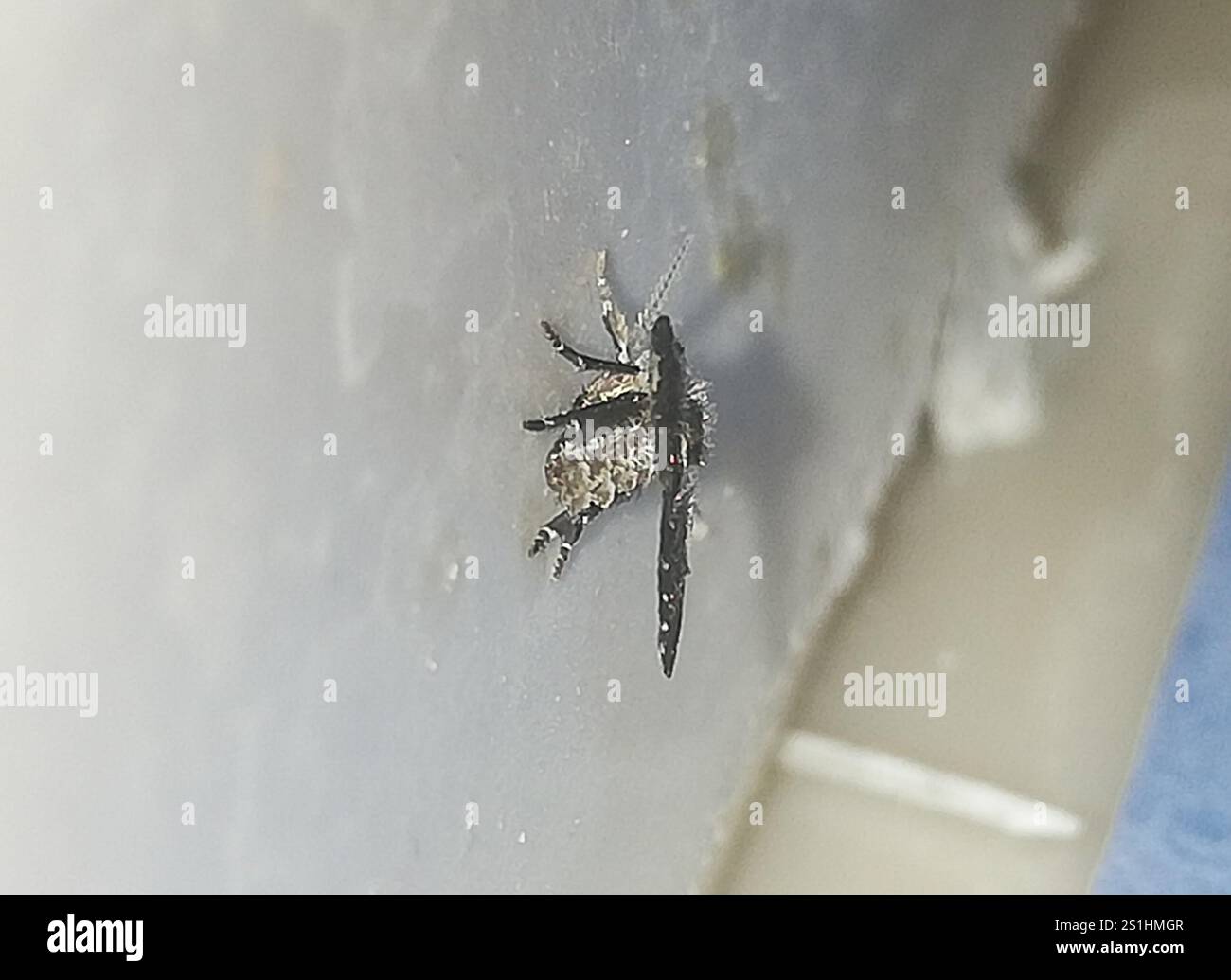 Bathroom Moth Fly (Clogmia albipunctata Stock Photo - Alamy