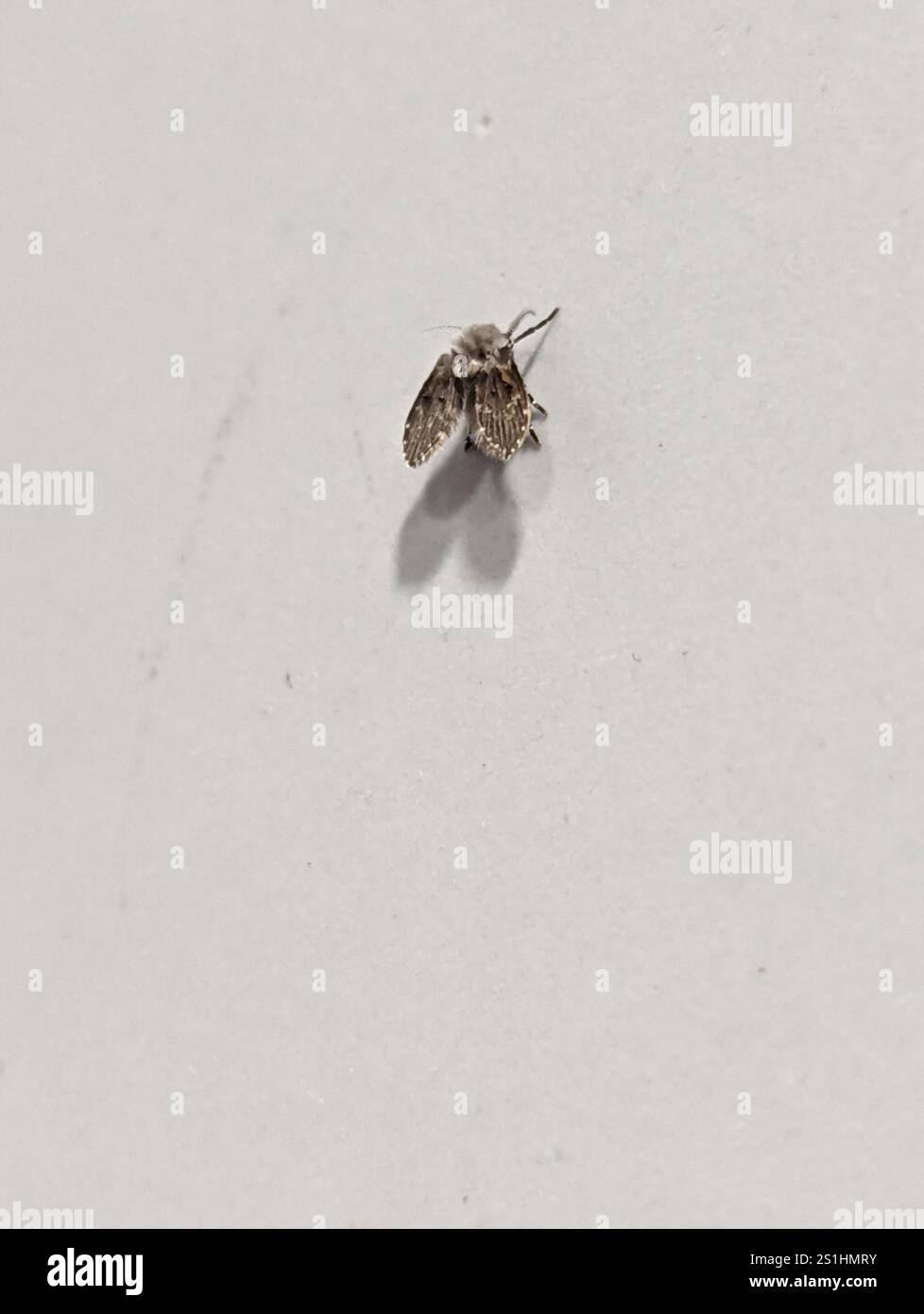 Bathroom Moth Fly (Clogmia albipunctata Stock Photo - Alamy