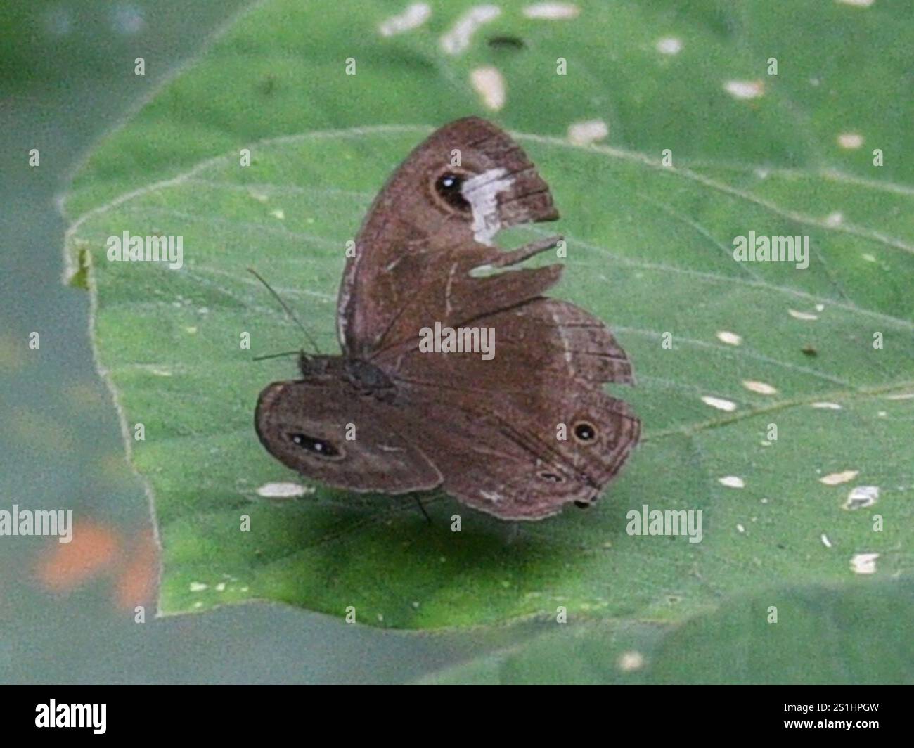 Common Four-ring (Ypthima huebneri Stock Photo - Alamy