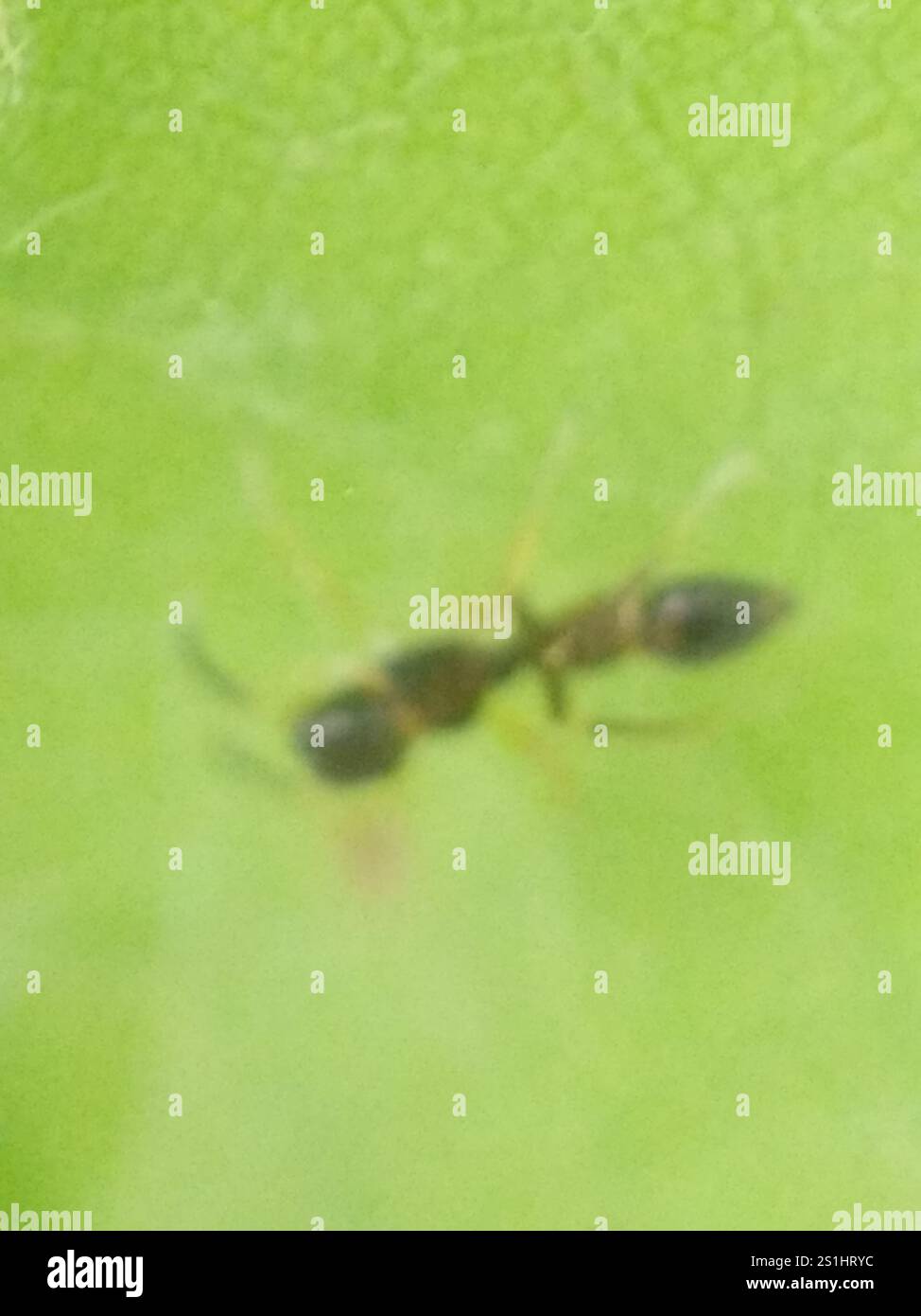 Slender Ant-mimic Jumping Spider (Synemosyna formica) Stock Photo