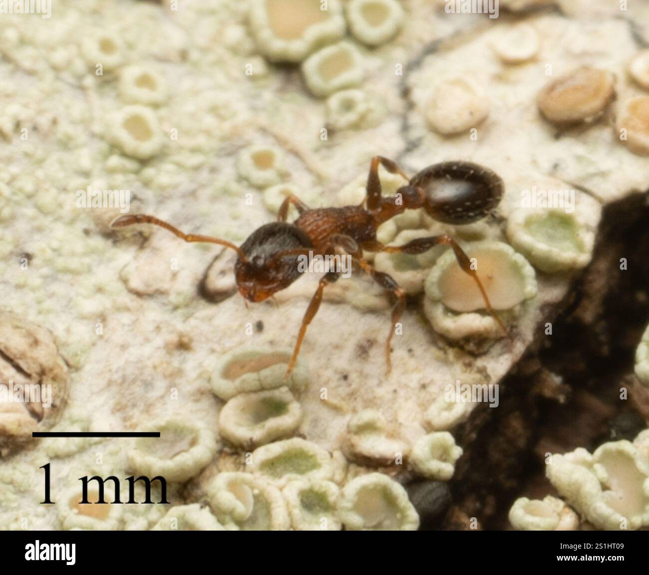 (Temnothorax continentalis) Stock Photo