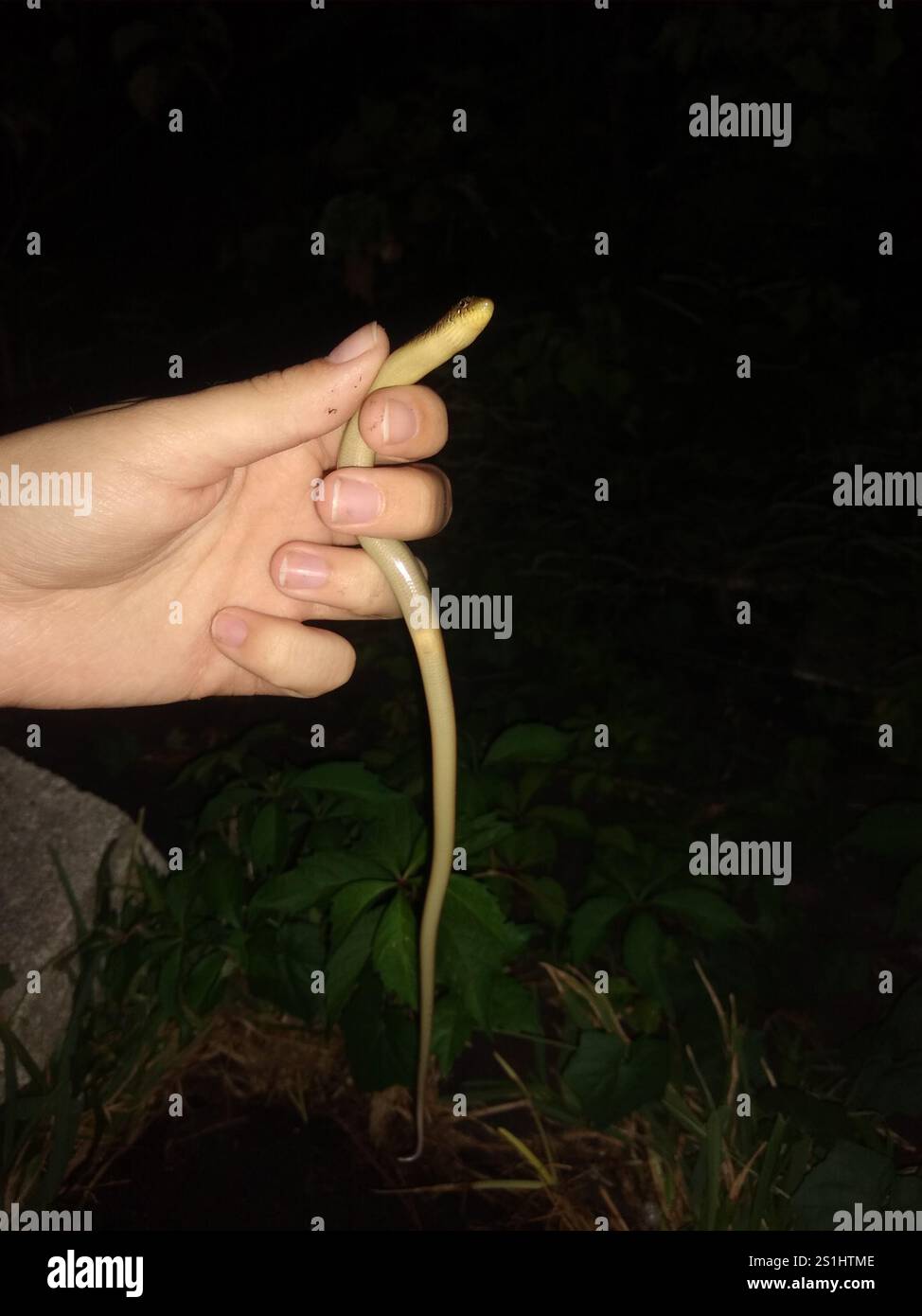Eastern Glass Lizard (Ophisaurus ventralis Stock Photo - Alamy