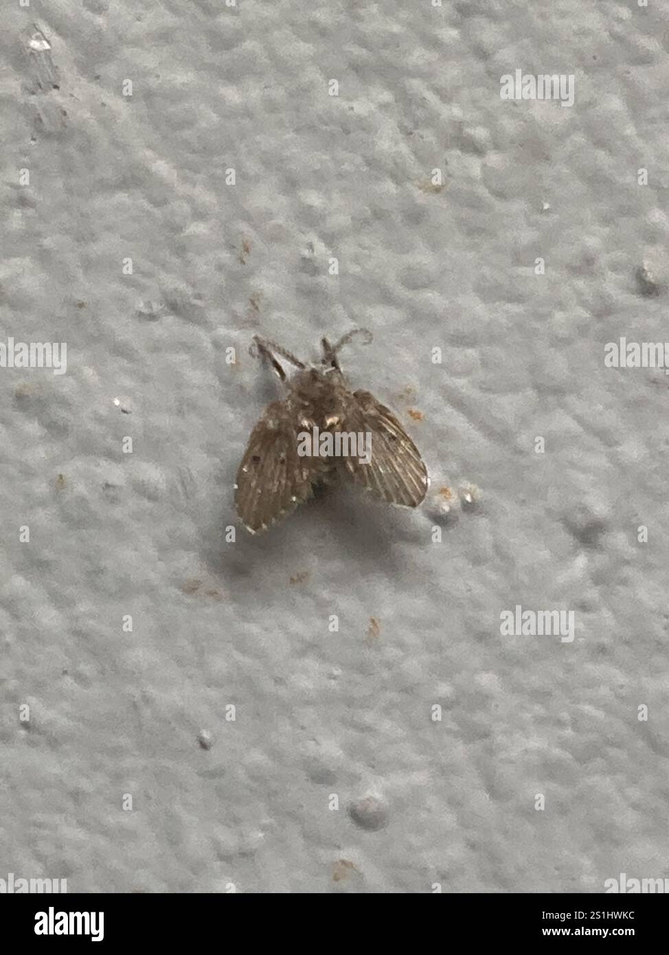 Bathroom Moth Fly (Clogmia albipunctata Stock Photo - Alamy