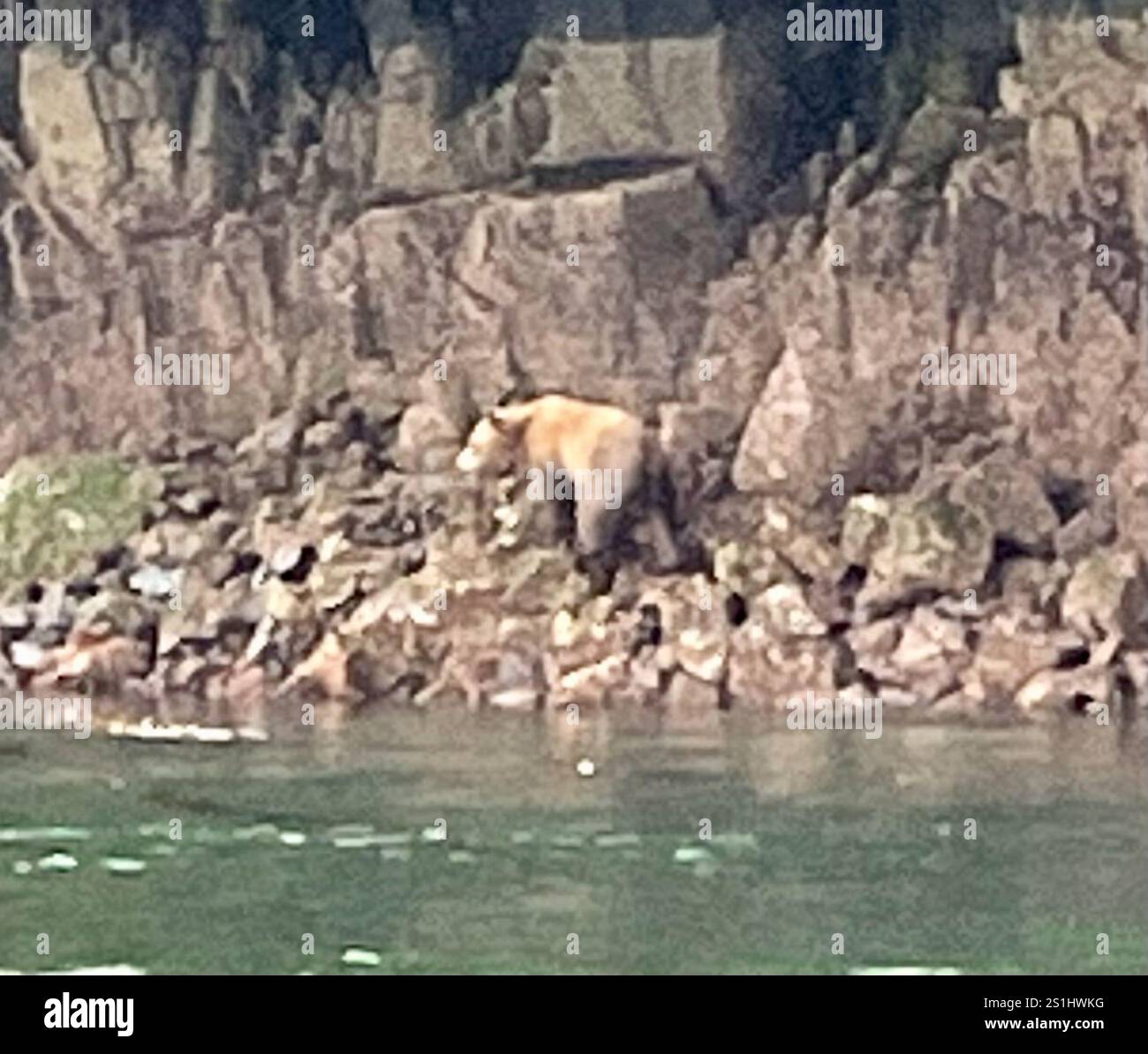 grizzly bear ursus arctos horribilis