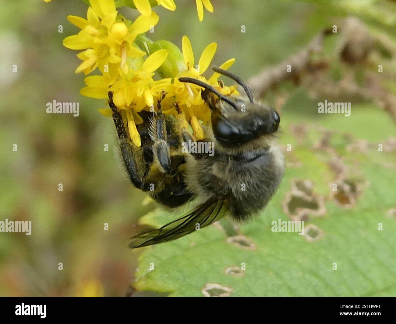 Aster Cellophane Bee (Colletes compactus Stock Photo - Alamy