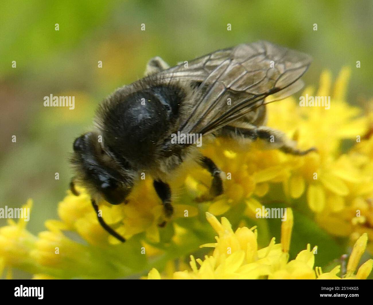 Aster Cellophane Bee (Colletes compactus Stock Photo - Alamy