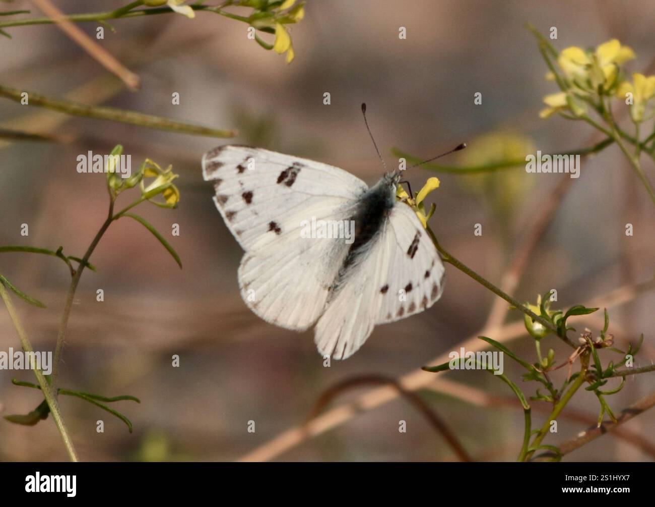 Western White (Pontia occidentalis Stock Photo - Alamy