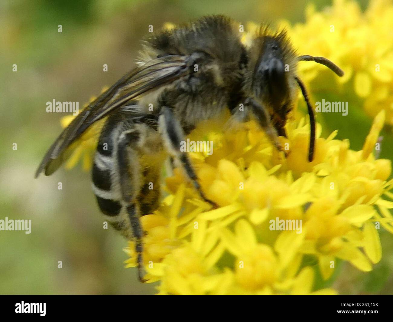 Aster Cellophane Bee (Colletes compactus Stock Photo - Alamy
