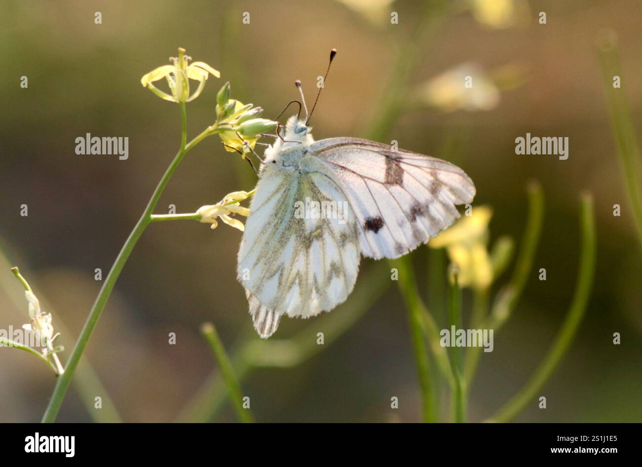 Western White (Pontia occidentalis Stock Photo - Alamy