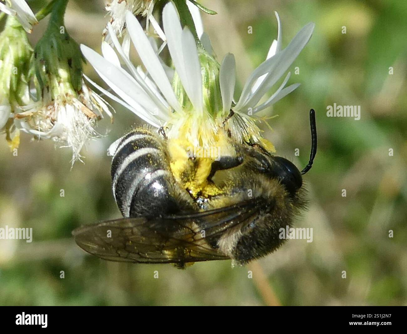 Aster Cellophane Bee (Colletes compactus Stock Photo - Alamy