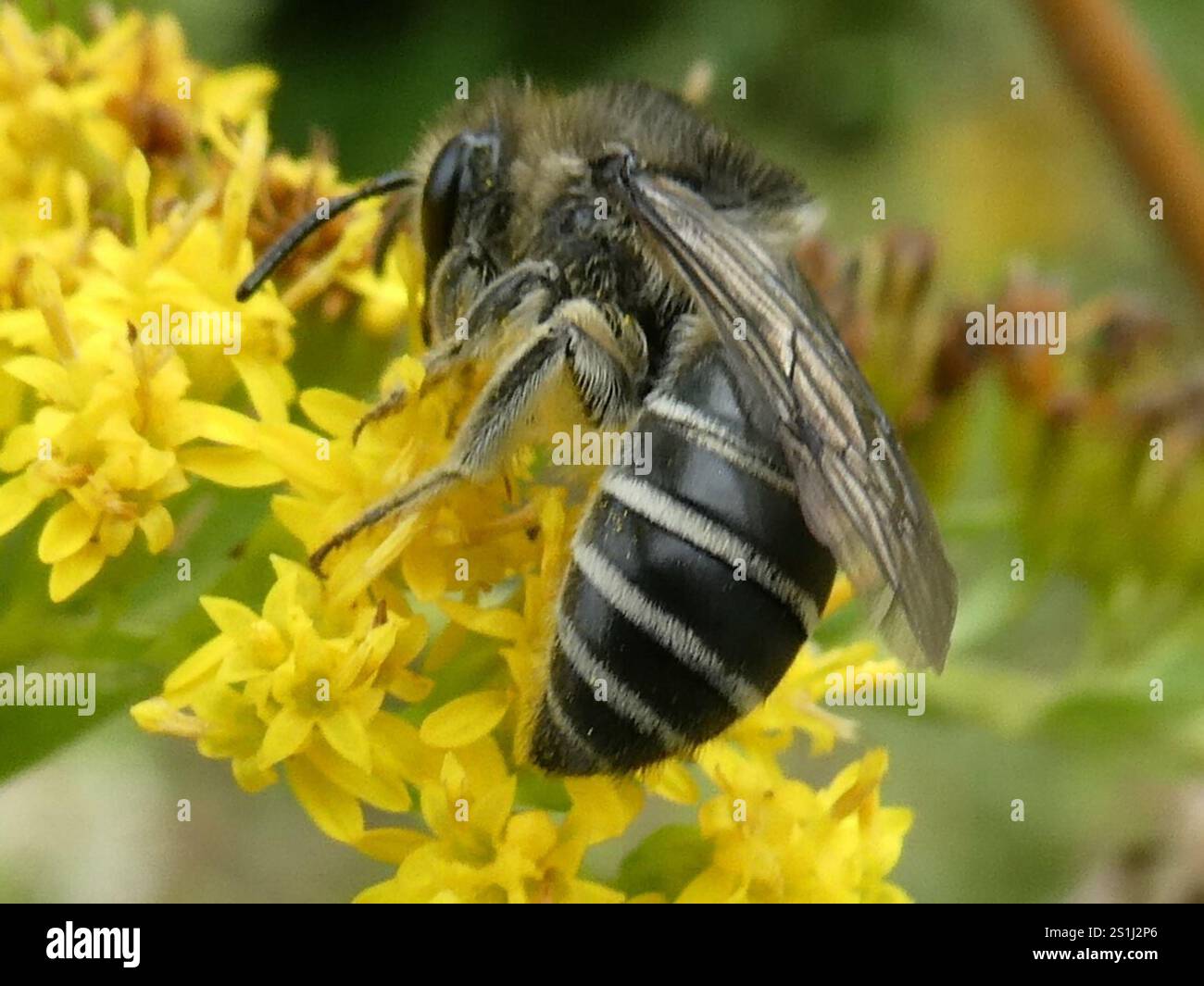 Aster Cellophane Bee (Colletes compactus Stock Photo - Alamy