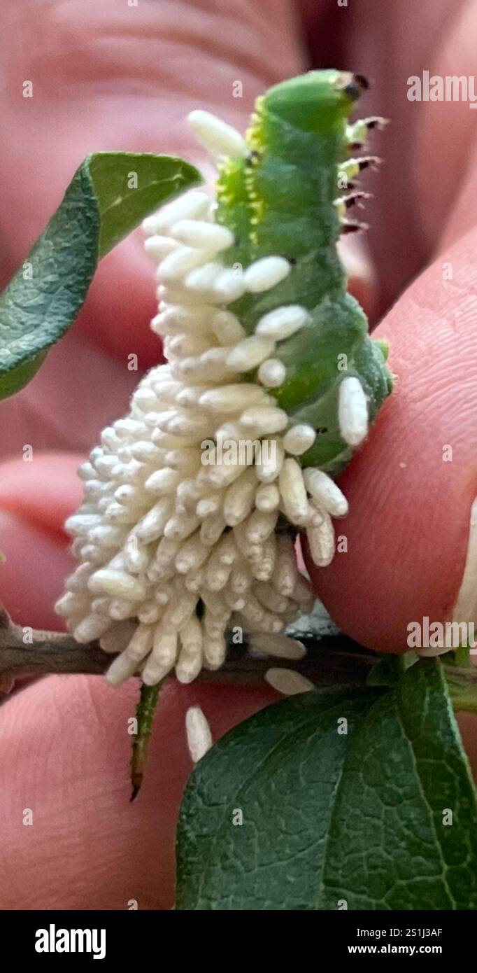 Hornworm Parasitoid Wasp (Cotesia congregata Stock Photo - Alamy