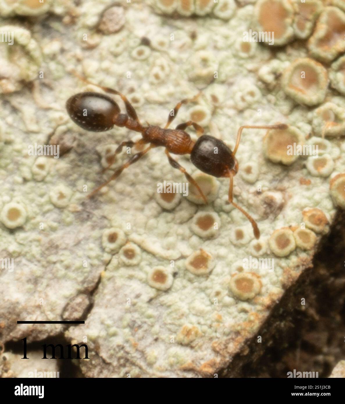 (Temnothorax continentalis) Stock Photo
