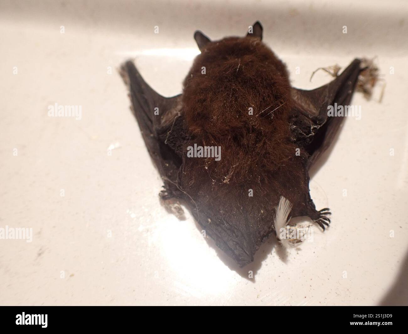 Little brown bat myotis lucifugus hi-res stock photography and images ...
