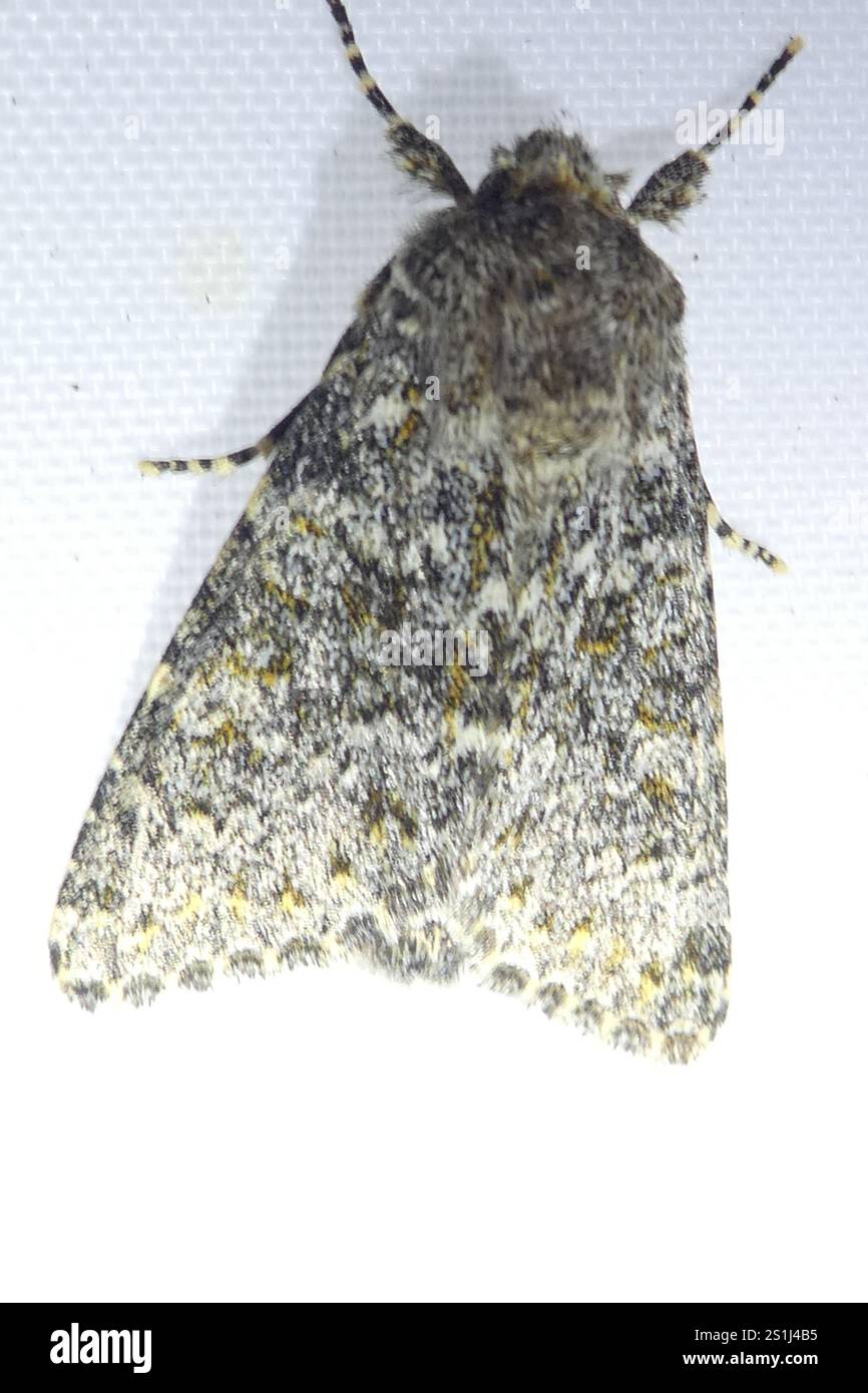 Large Ranunculus (Polymixis flavicincta Stock Photo - Alamy