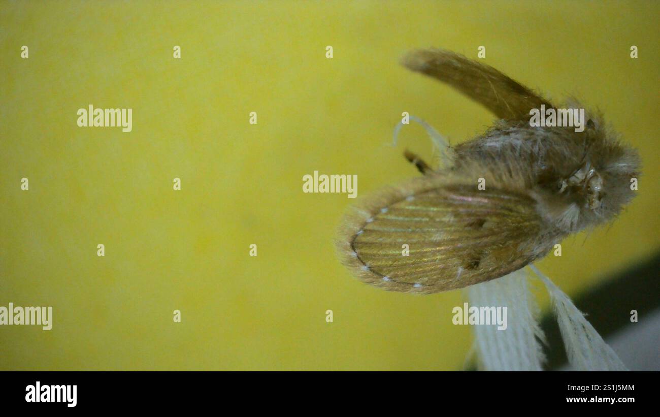 Bathroom Moth Fly (Clogmia albipunctata Stock Photo - Alamy