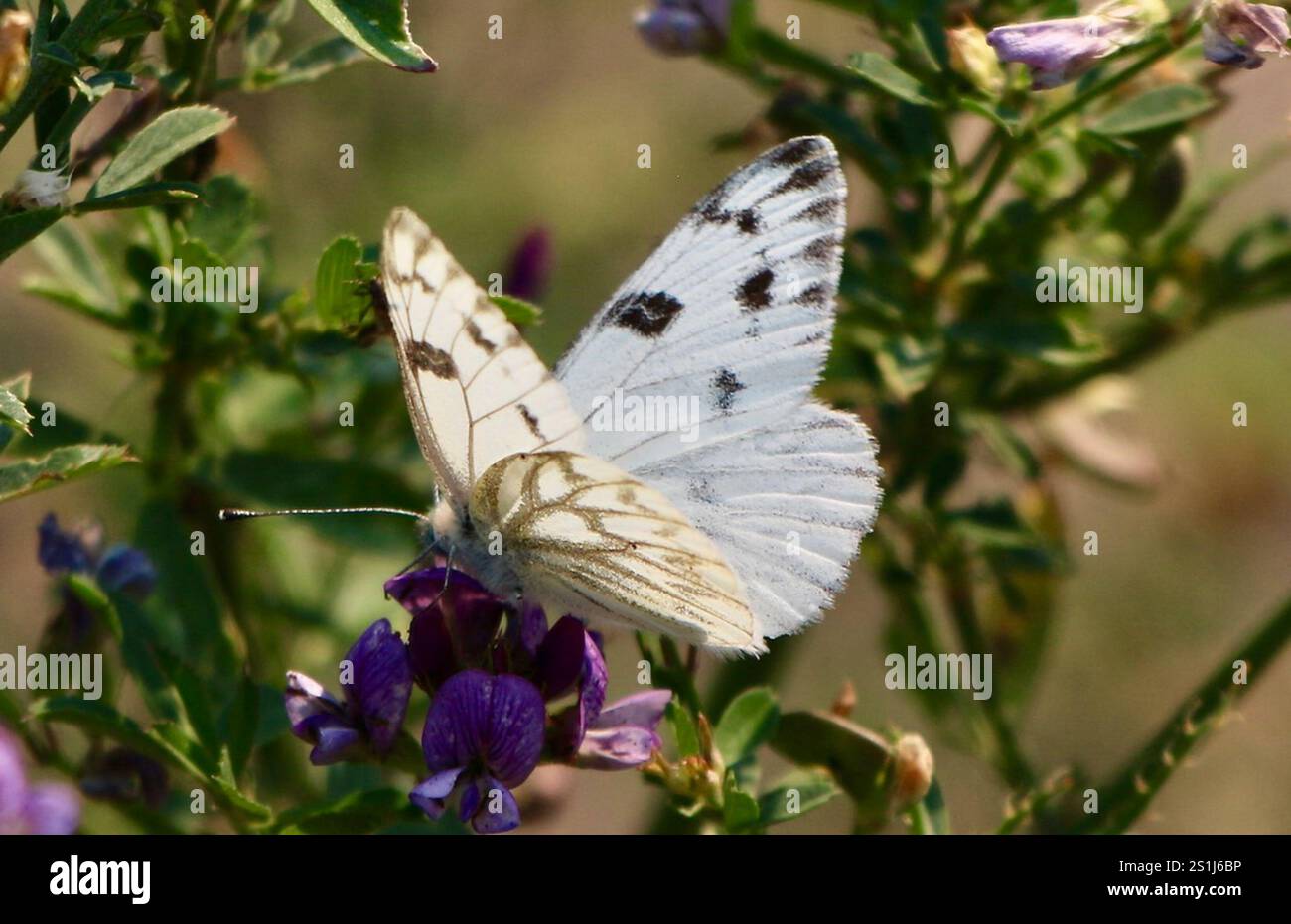 Western White (Pontia occidentalis Stock Photo - Alamy