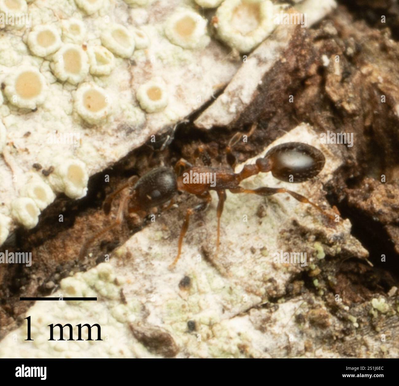 (Temnothorax continentalis) Stock Photo