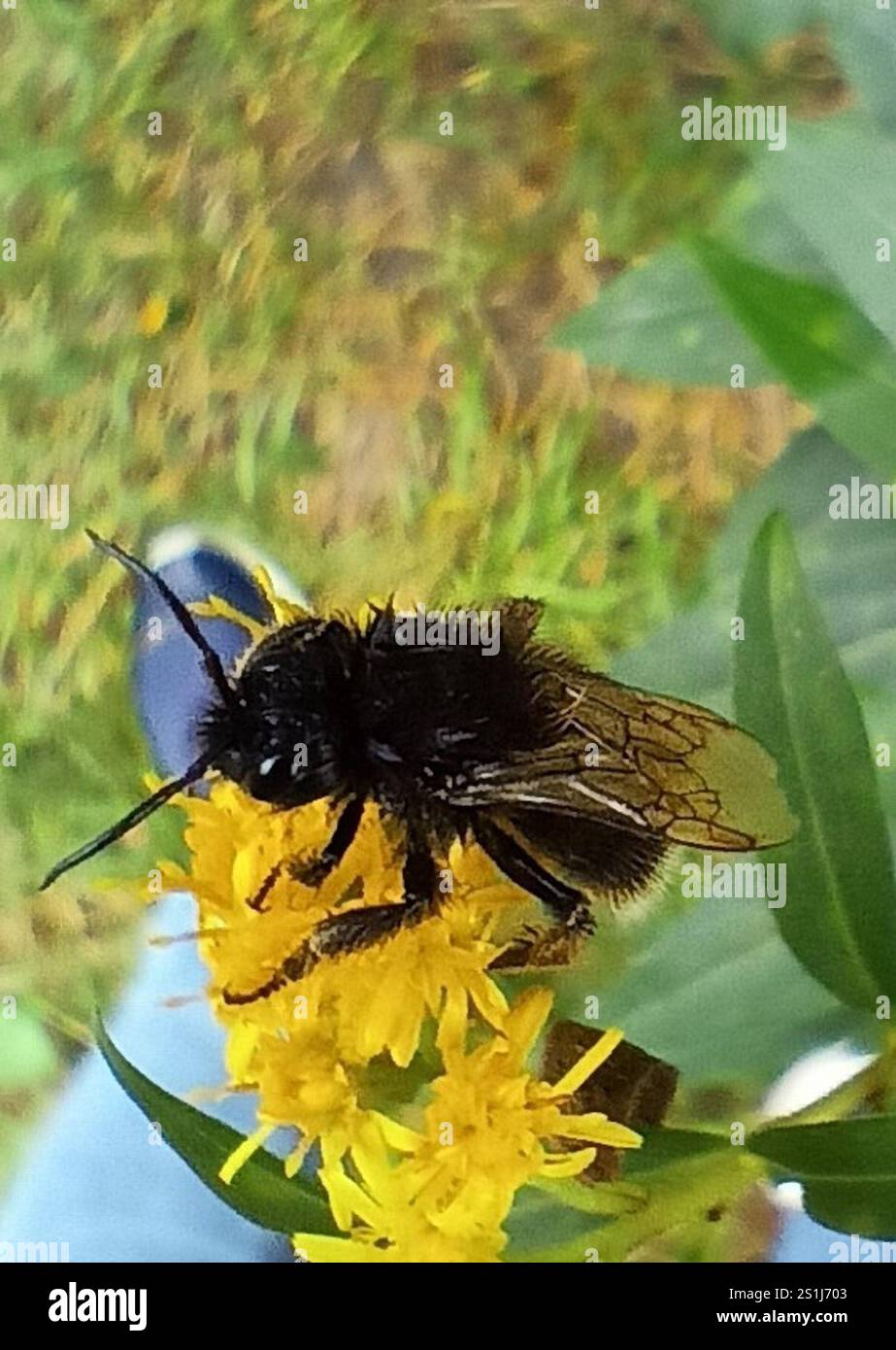 Hill Cuckoo Bumble bee (Bombus rupestris Stock Photo - Alamy