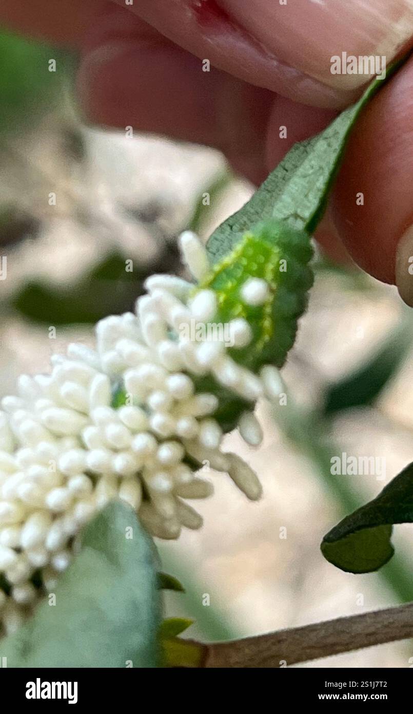 Hornworm Parasitoid Wasp (Cotesia congregata Stock Photo - Alamy