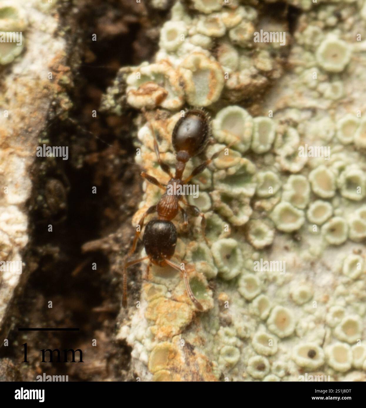 (Temnothorax continentalis) Stock Photo