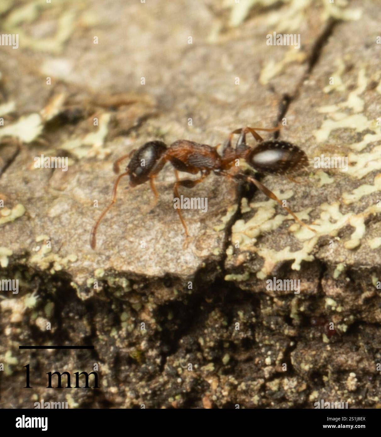 (Temnothorax continentalis) Stock Photo