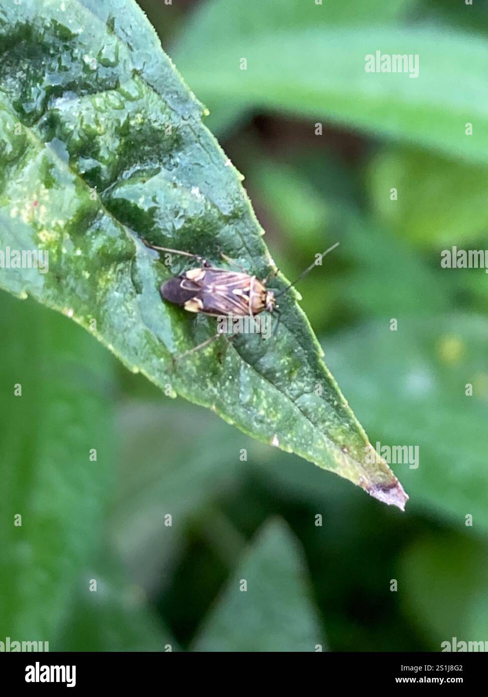 North American Tarnished Plant Bug (Lygus lineolaris Stock Photo - Alamy
