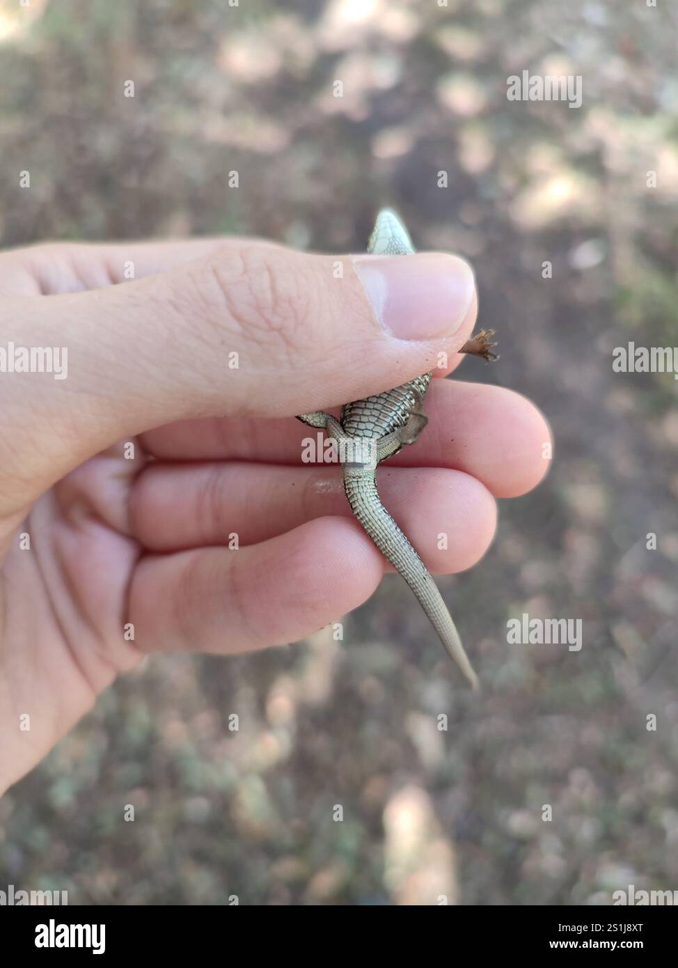 Sand Lizard Hand Sand Lizard (Lacerta agilis Stock Photo - Alamy