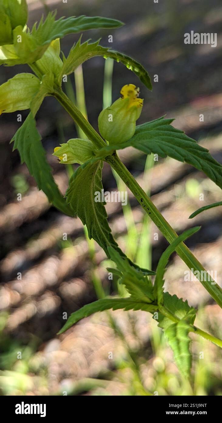 Little Yellow Rattle (Rhinanthus groenlandicus Stock Photo - Alamy