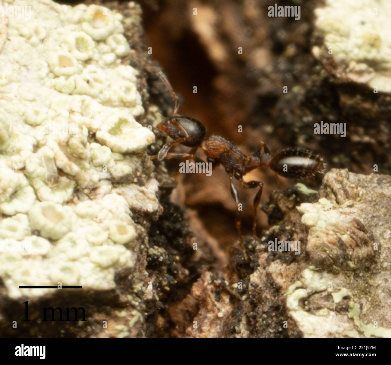 (Temnothorax continentalis) Stock Photo