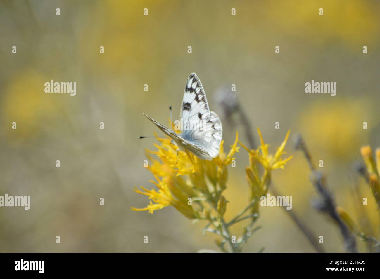 Western White (Pontia occidentalis Stock Photo - Alamy
