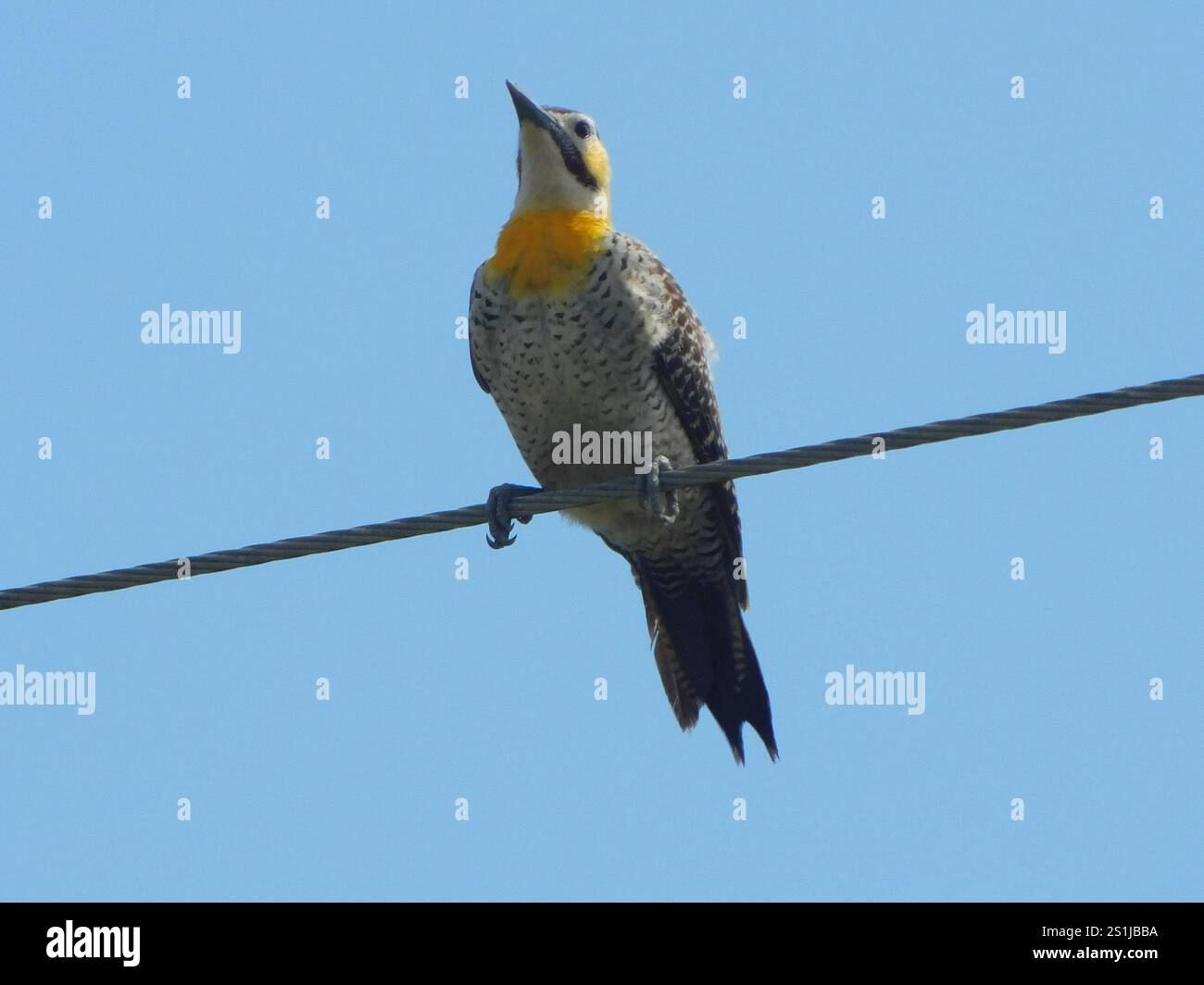 Field Flicker (Colaptes campestris campestroides Stock Photo - Alamy