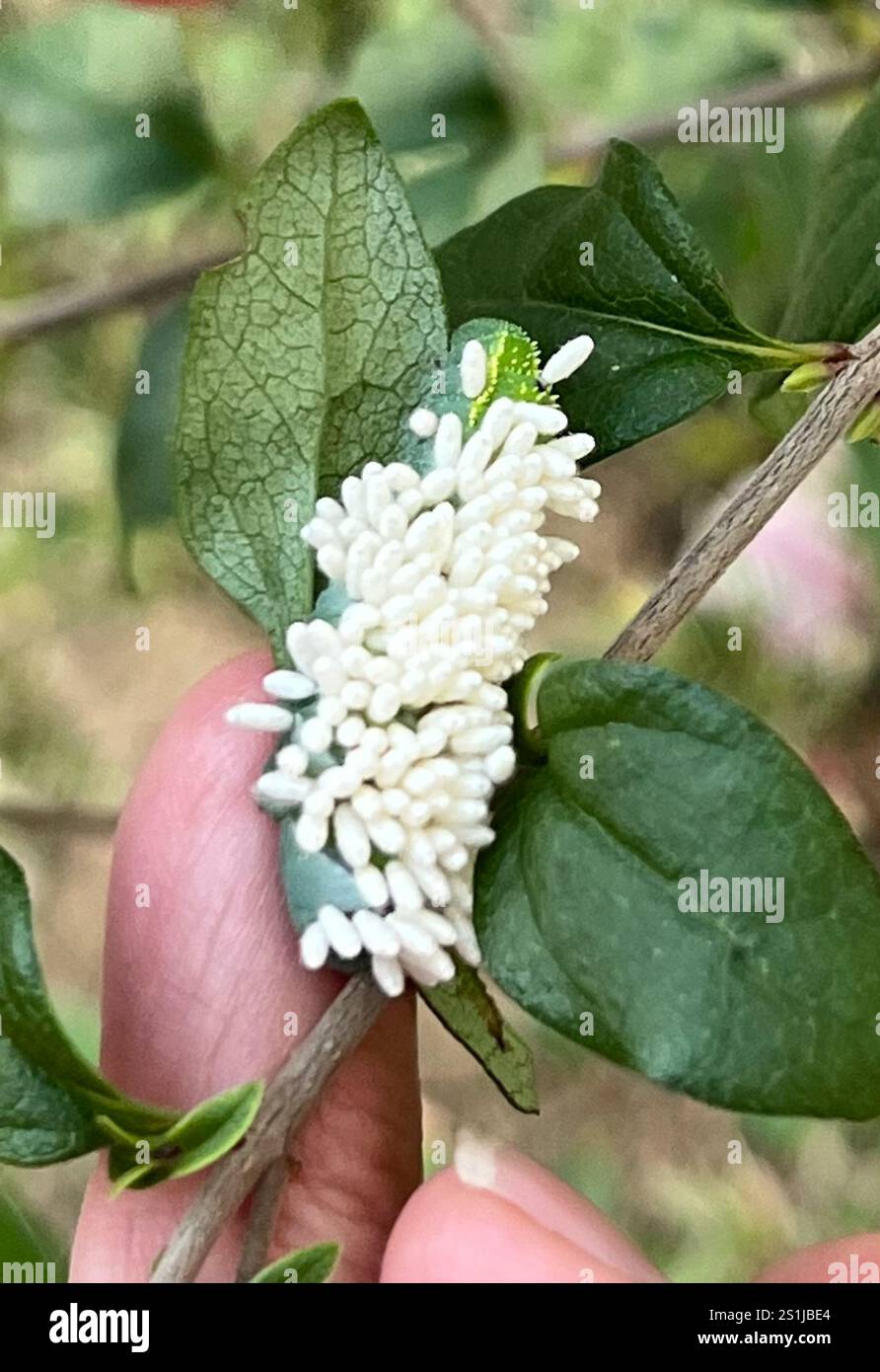 Hornworm Parasitoid Wasp (Cotesia congregata Stock Photo - Alamy