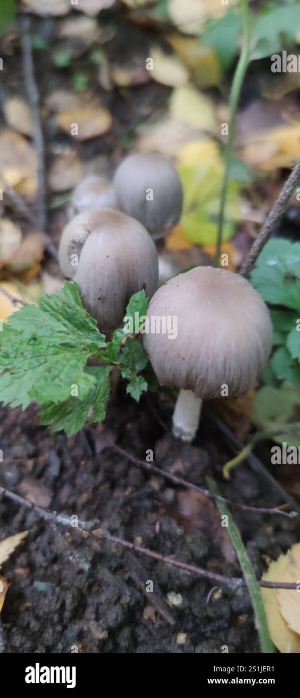 Common Ink Cap (Coprinopsis atramentaria Stock Photo - Alamy