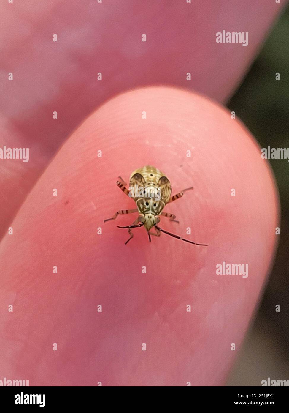 North American Tarnished Plant Bug (Lygus lineolaris Stock Photo - Alamy