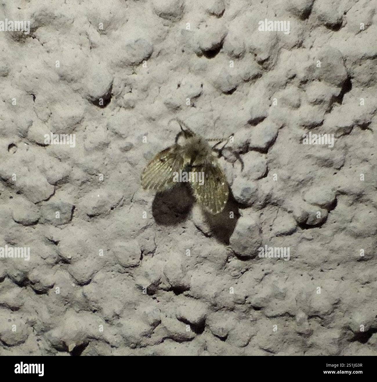 Bathroom Moth Fly (Clogmia albipunctata Stock Photo - Alamy