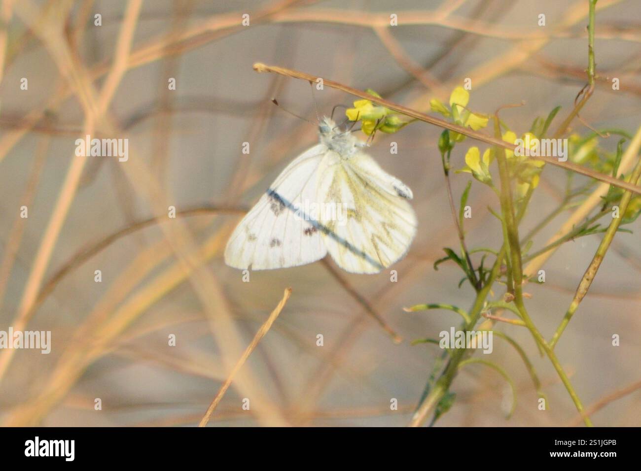Western White (Pontia occidentalis Stock Photo - Alamy