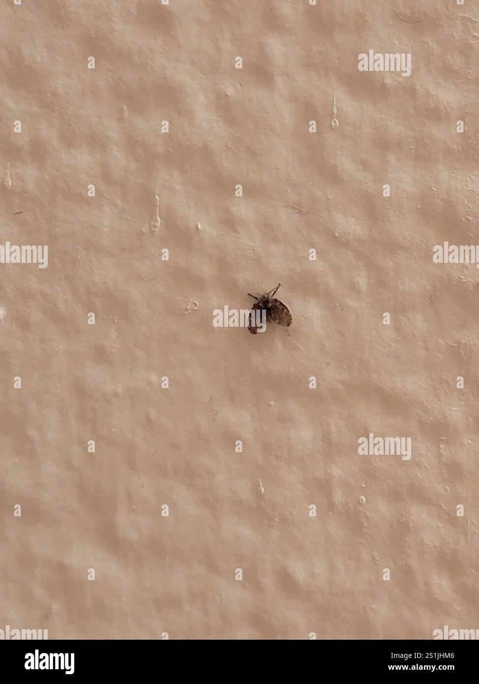 Bathroom Moth Fly (Clogmia albipunctata Stock Photo - Alamy