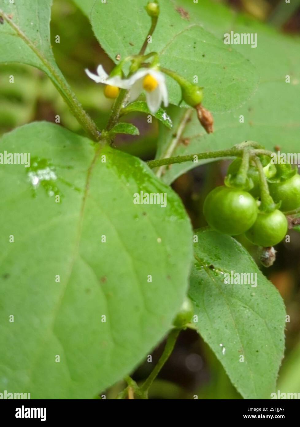 American black nightshade (Solanum americanum Stock Photo - Alamy