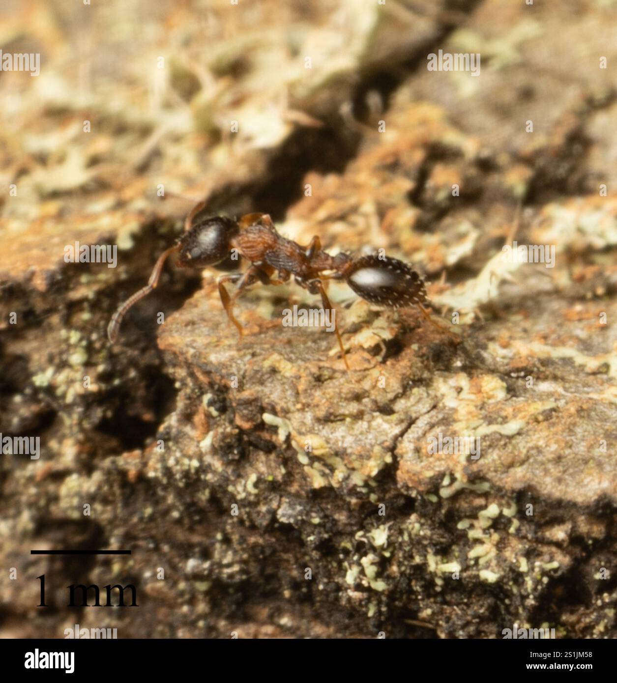 (Temnothorax continentalis) Stock Photo