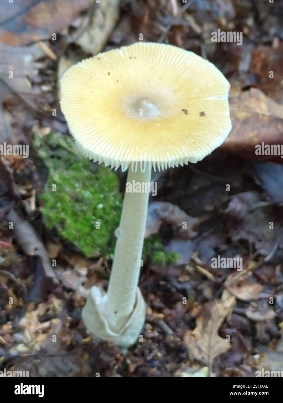 Ringless Mandarin Yellow Ringless Amanita (Amanita sinicoflava Stock Photo - Alamy